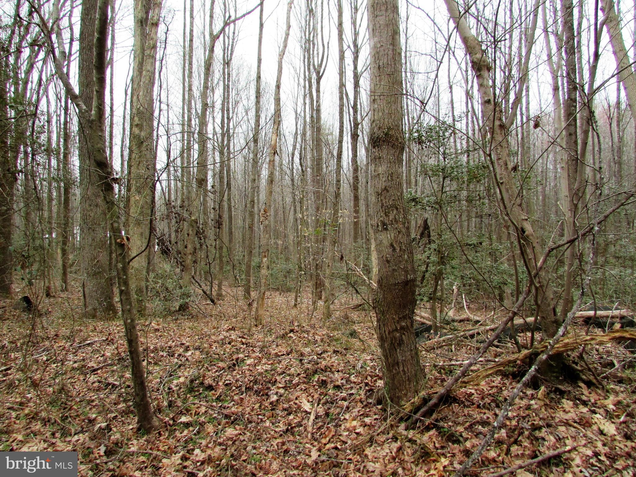 Lot # Cedar Hill Road Mineral, VA 23117 - Photo 6 of 17 3 Acres - Bring your Builder - pick a home-site
