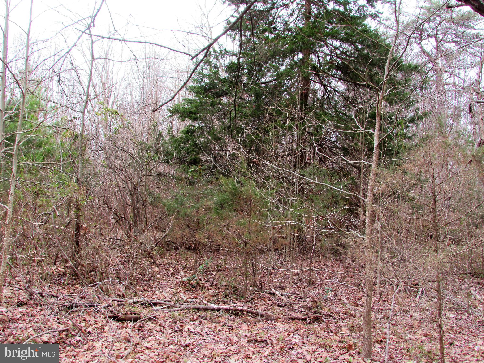Lot # Cedar Hill Road Mineral, VA 23117 - Photo 9 of 17 View into Lot 25 Cedar Hill Rd
