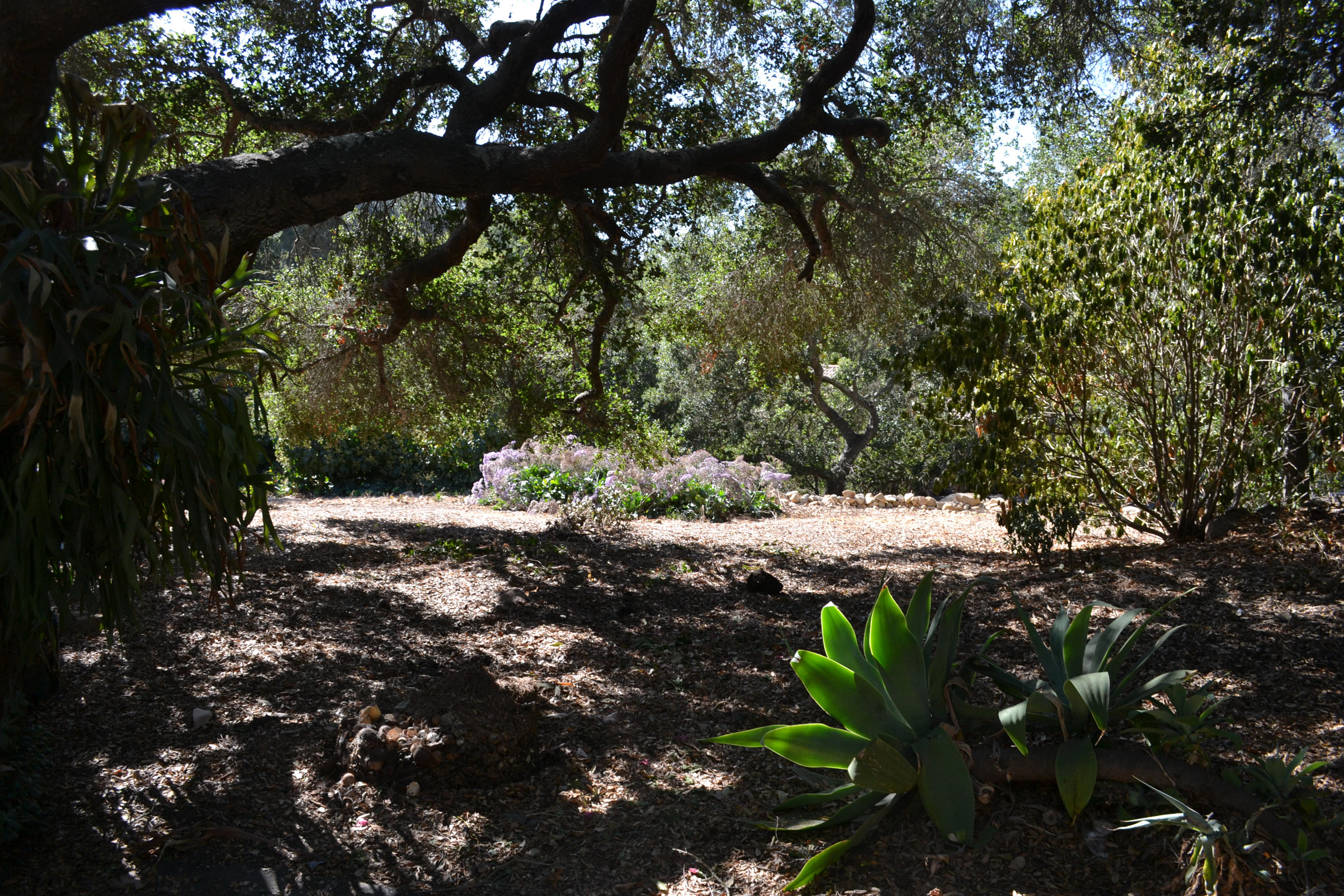 2018 Foothill Road Santa Barbara, CA 93105 - Photo 5 of 15 a view of a tree in a yard