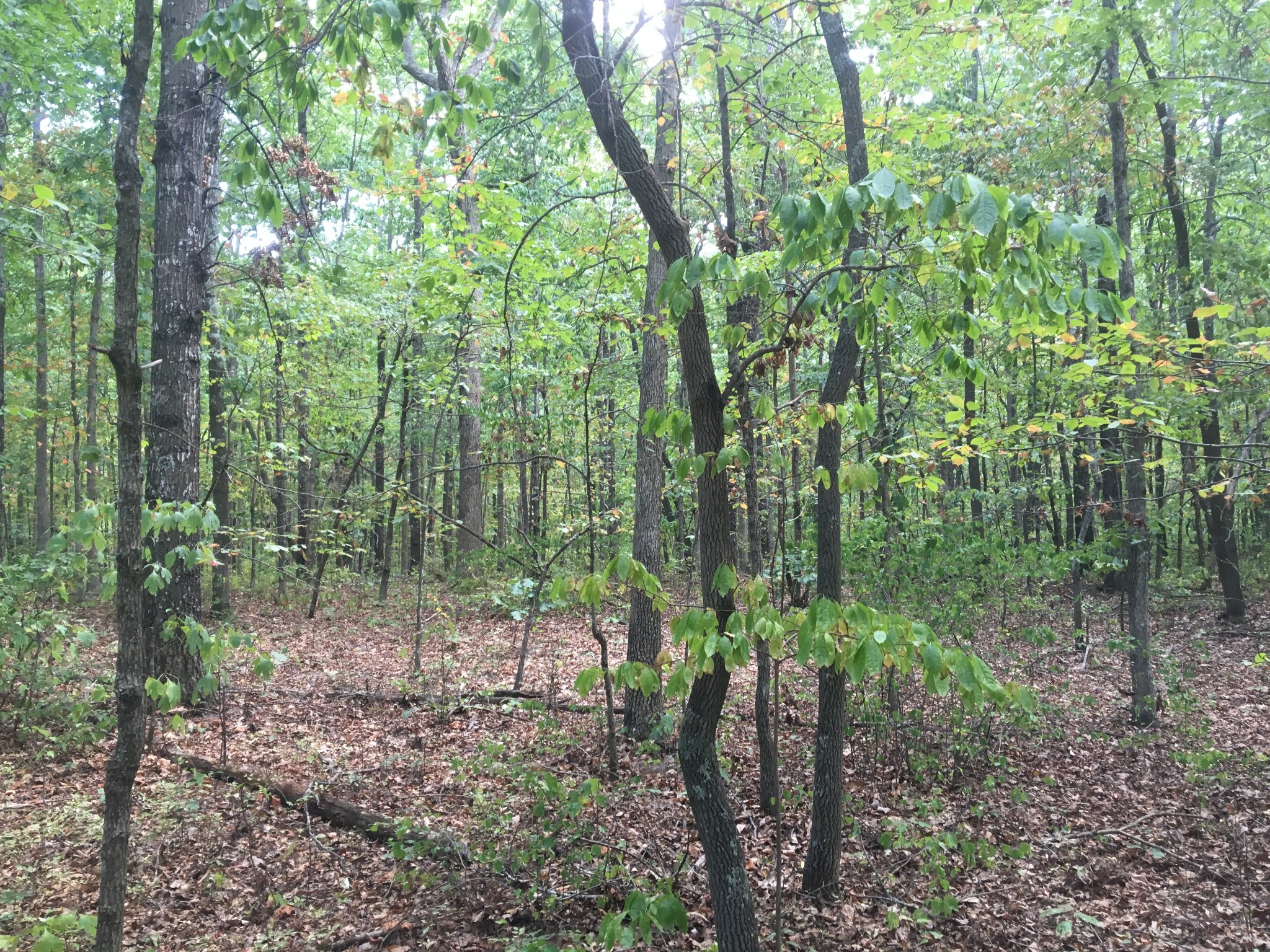 3500 Deer Run Road Altamont, TN 37301 - Photo 1 of 7 Gallery Image 1