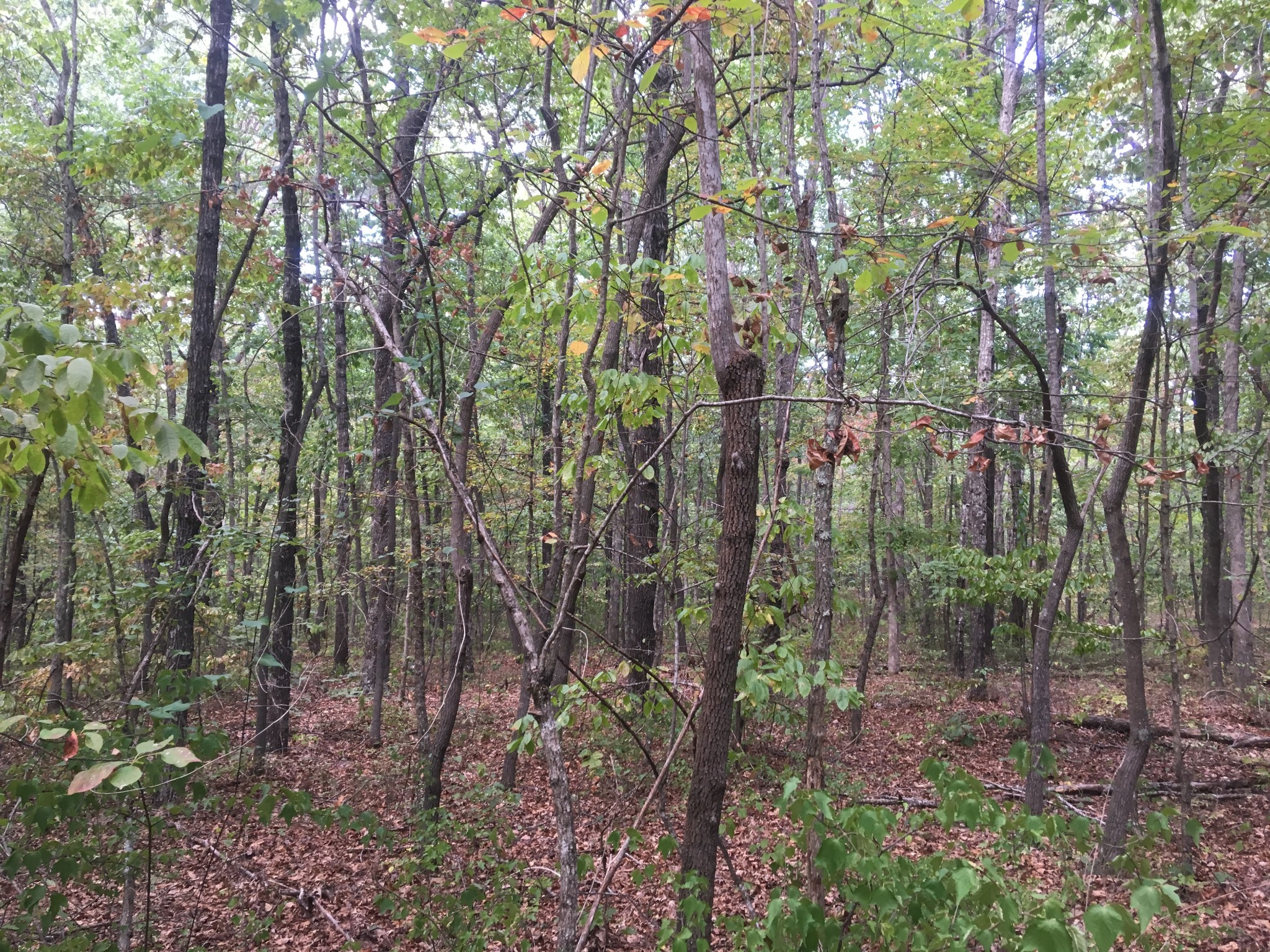 3500 Deer Run Road Altamont, TN 37301 - Photo 2 of 7 Gallery Image 2