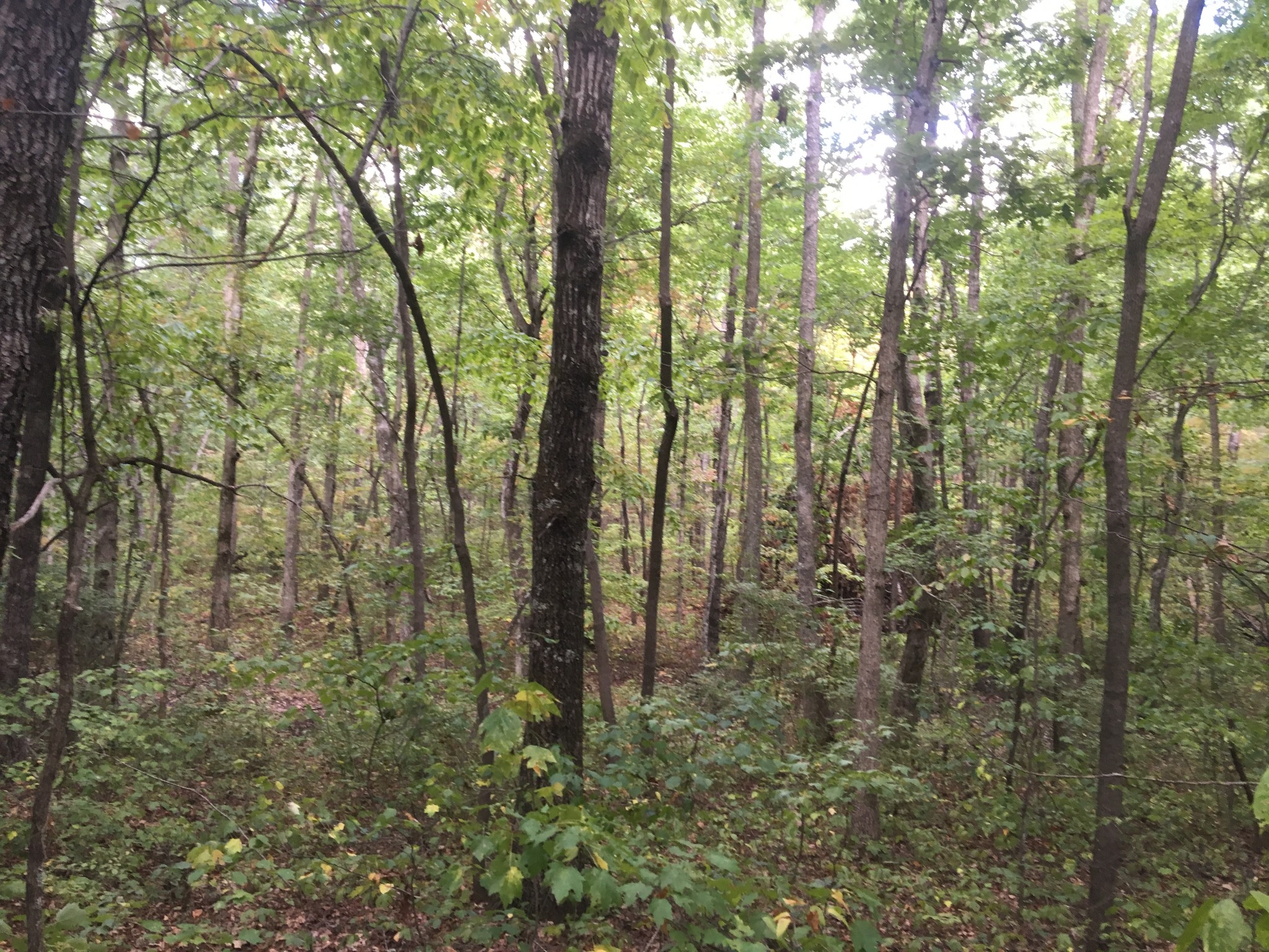 3500 Deer Run Road Altamont, TN 37301 - Photo 3 of 7 Gallery Image 3