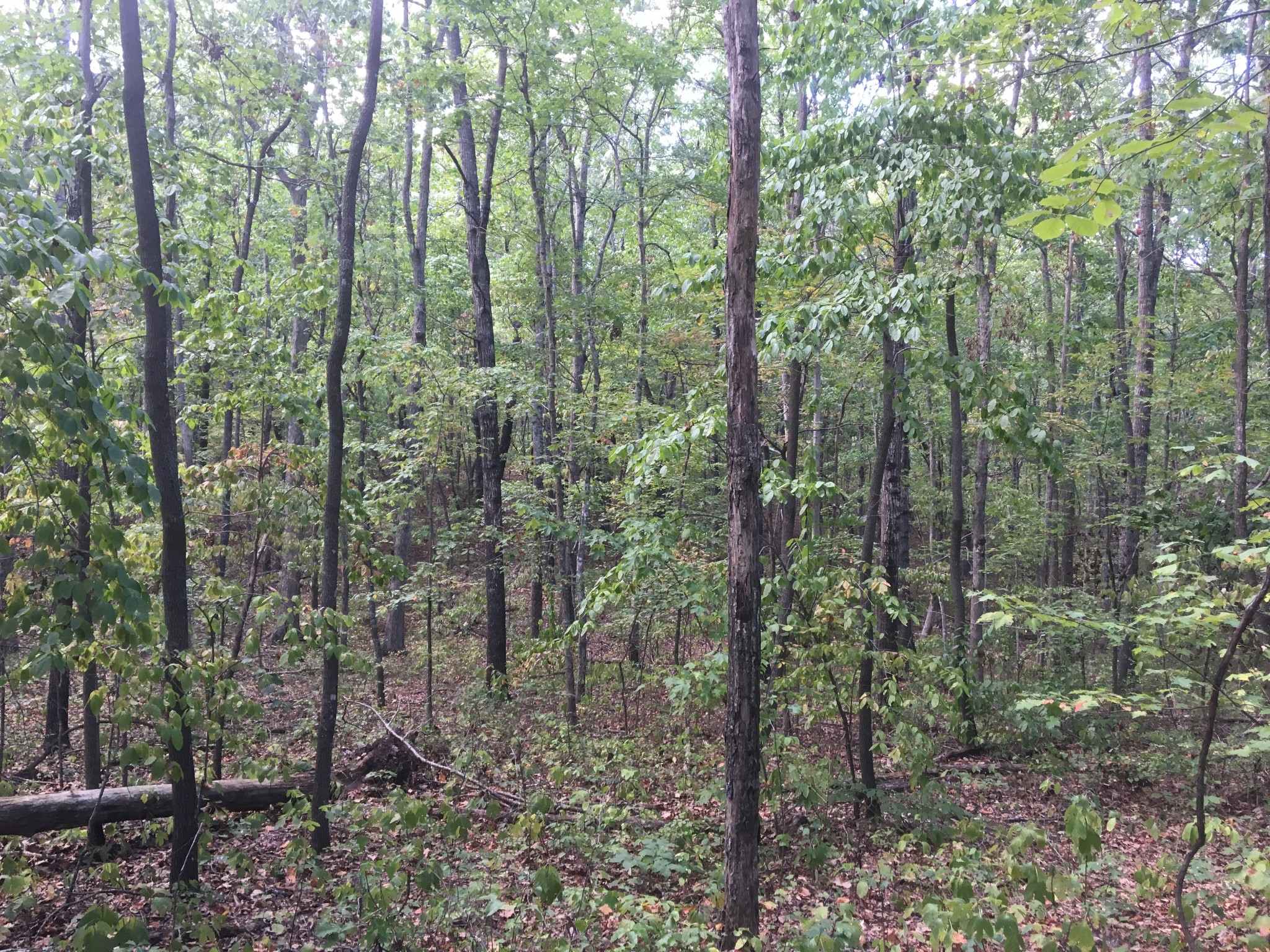 3500 Deer Run Road Altamont, TN 37301 - Photo 5 of 7 Gallery Image 5