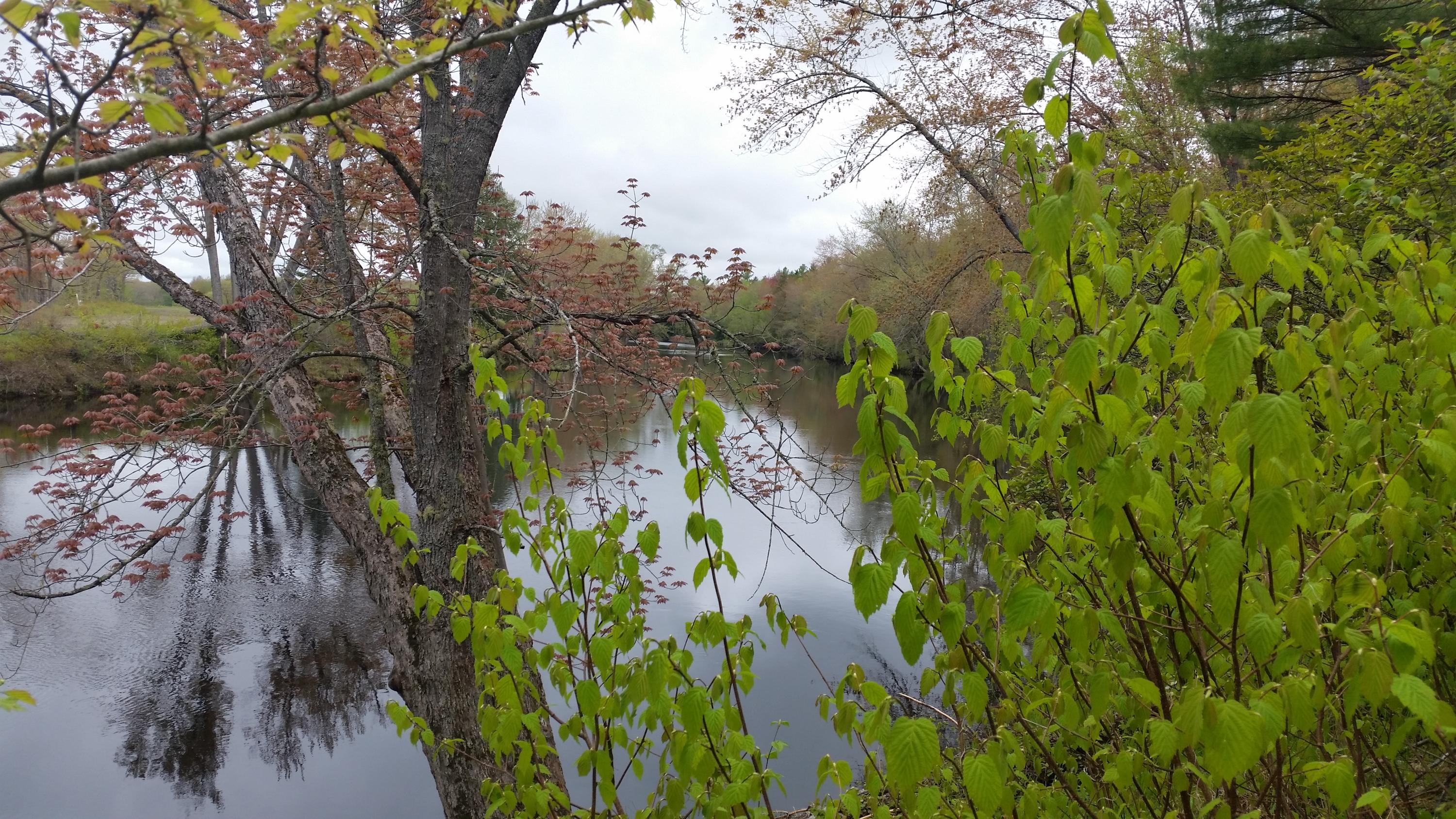 Lot 3 Emery Farm Road Medford, ME 04463 - Photo 10 of 16 Polek (10)