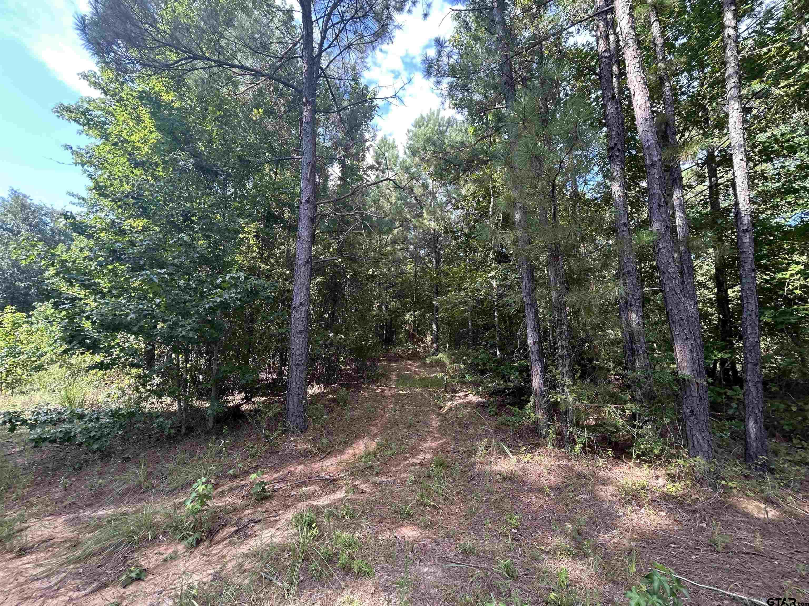 Tbd Franklin Road Hallsville, TX 75650 - Photo 11 of 19 a view of a forest with trees in the background