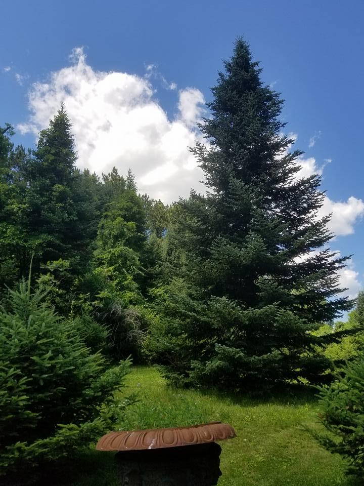 113 Forest Road Lyndeborough, NH 03082 - Photo 28 of 31