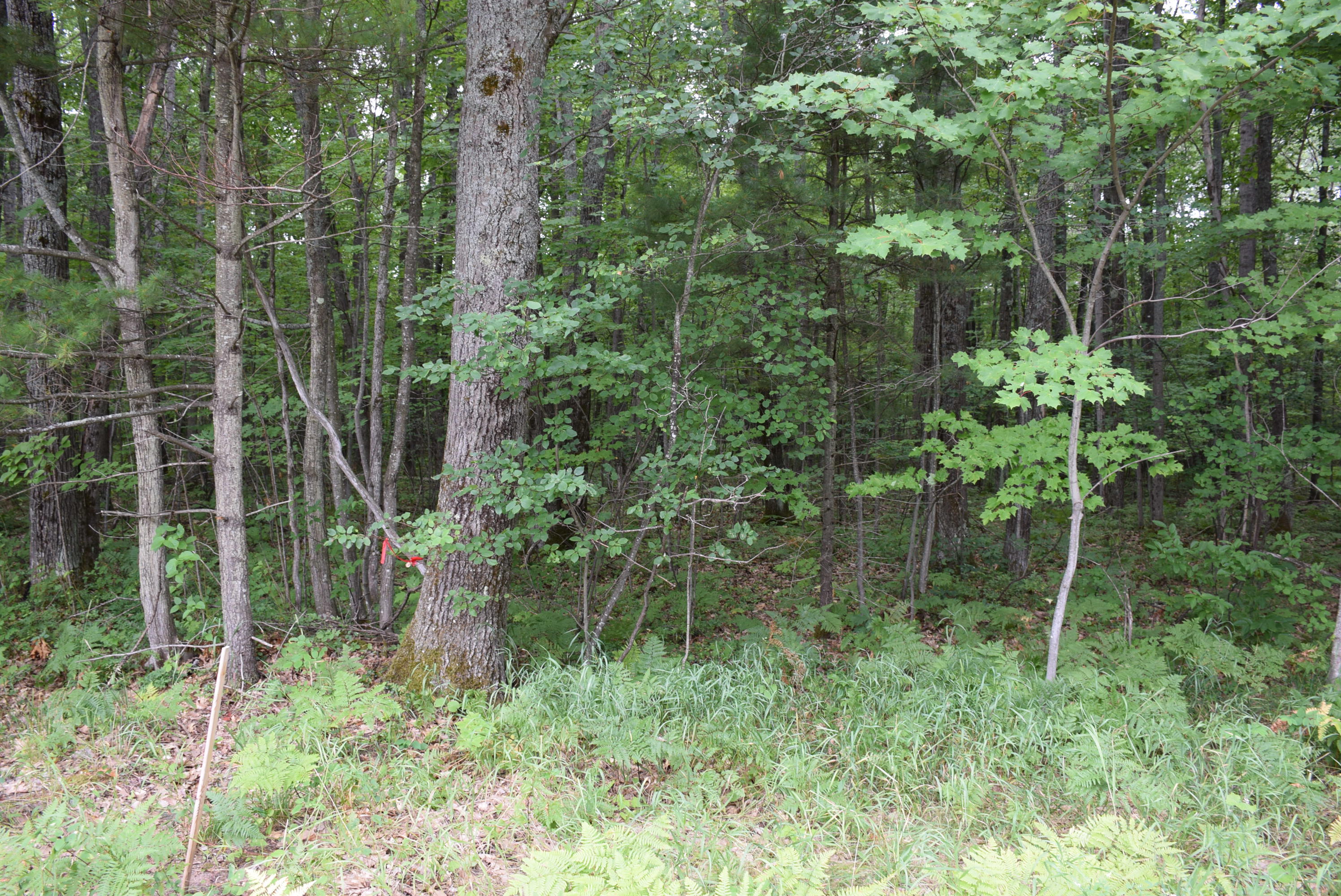 West Numbers Road Indian River, MI 49749 - Photo 10 of 12 Gallery Image 10