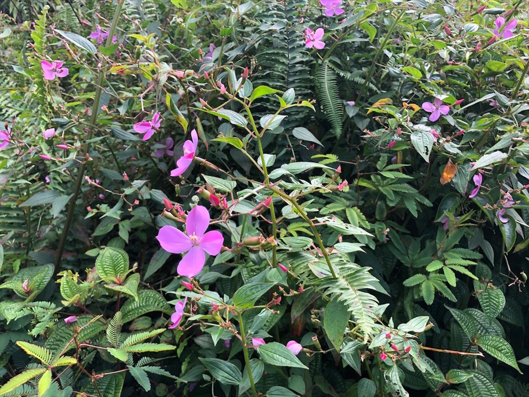 Priscilla Road Pahoa, HI 96778 - Photo 1 of 11 Gallery Image 1