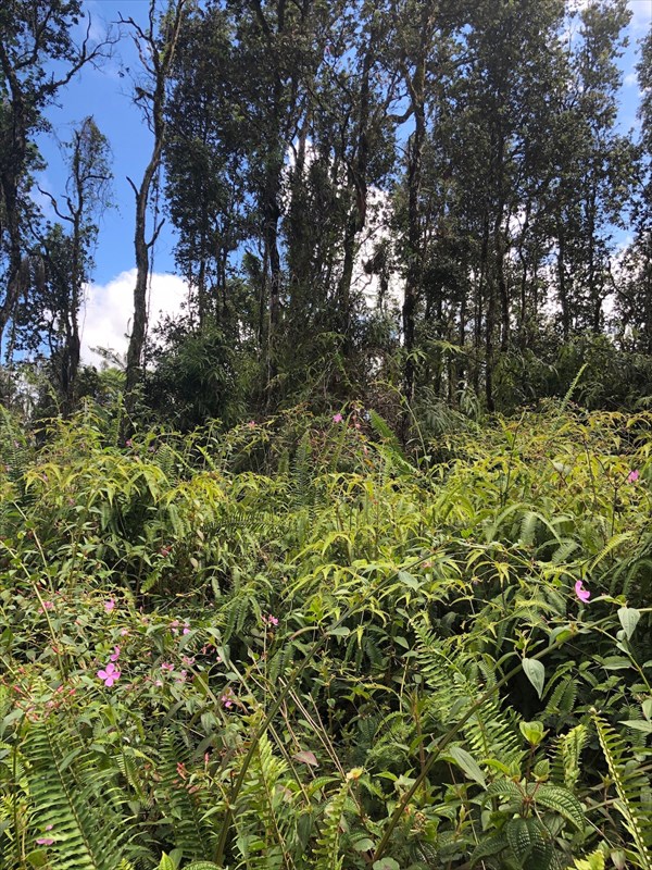 Priscilla Road Pahoa, HI 96778 - Photo 8 of 11 Gallery Image 8