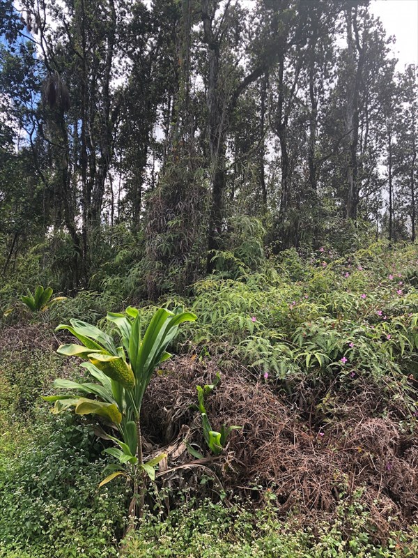 Priscilla Road Pahoa, HI 96778 - Photo 9 of 11 Gallery Image 9