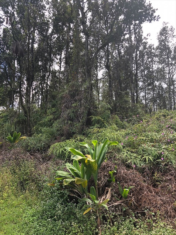 Priscilla Road Pahoa, HI 96778 - Photo 10 of 11 Gallery Image 10