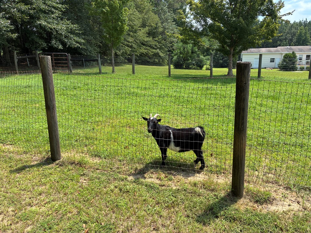 1602 County Road 50 Abbeville, AL 36310 - Photo 55 of 61 Goat area