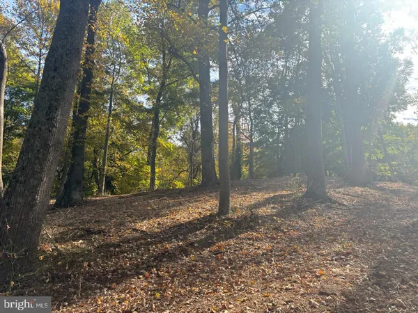 a view of a yard with trees in the background