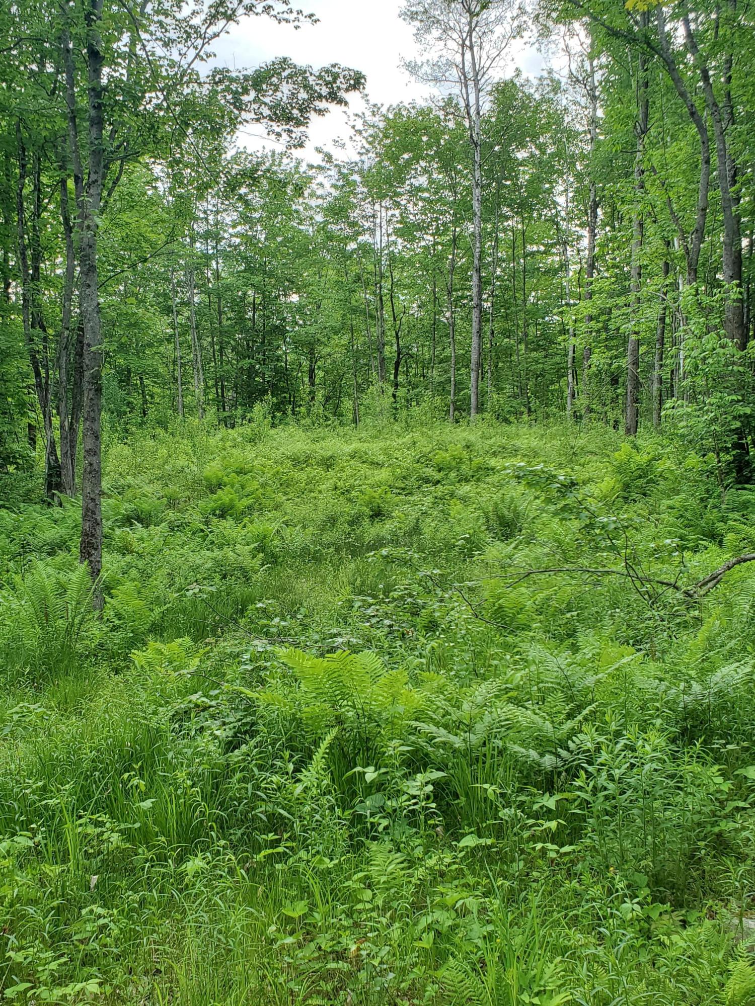 0 Swan Road New Sharon, ME 04955 - Photo 3 of 4 20190616_114724
