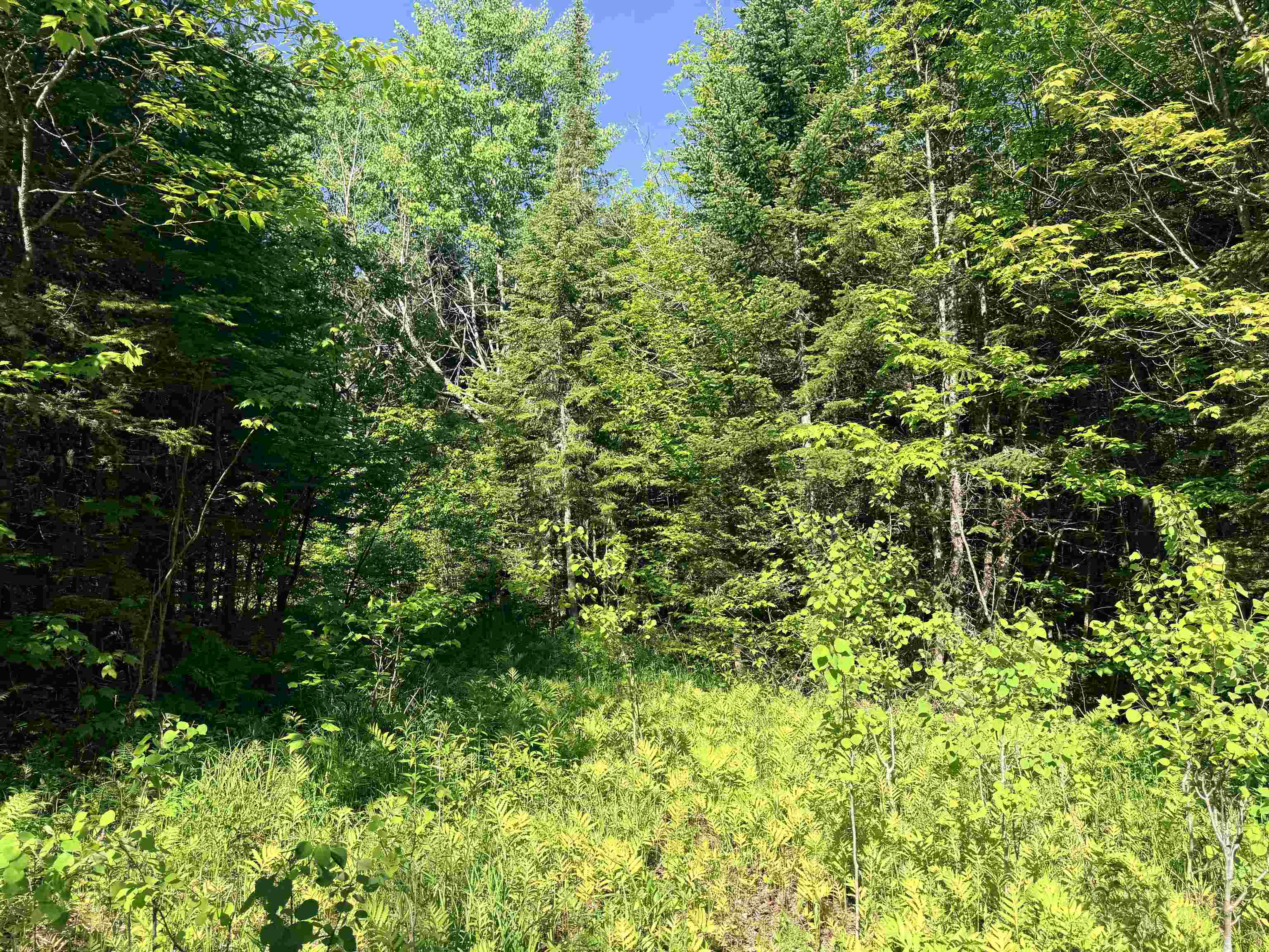0 Tug Mountain Road Lunenburg, VT 05906 - Photo 4 of 18