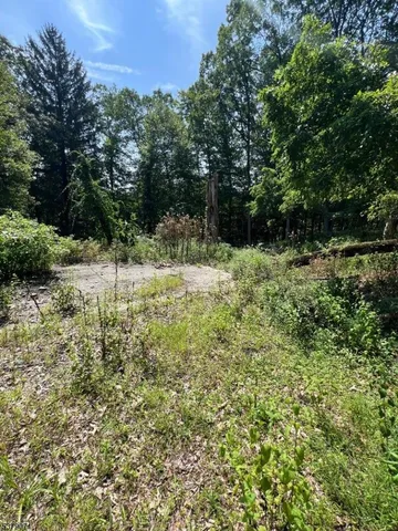 a view of a yard with plants and a tree