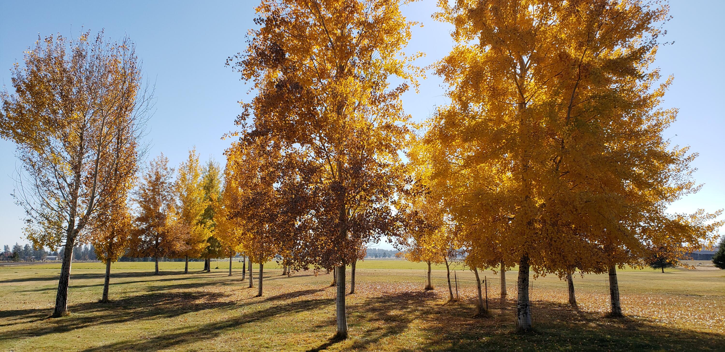 69015 Hurtley Ranch Road Sisters, OR 97759 - Photo 82 of 88 Aspen, maple, evergreen, ponderosa, and other ornamental trees (amazing colors!)