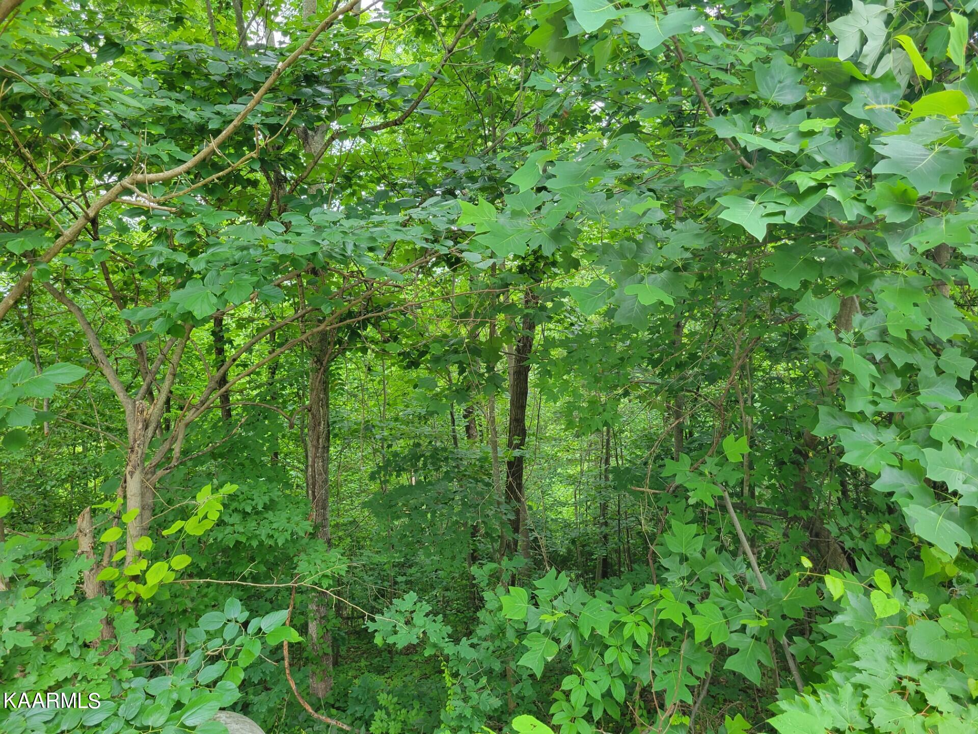 Lot 110 Bluff Ridge Road Sevierville, TN 37876 - Photo 9 of 10 thumbnail_20230614_160355b