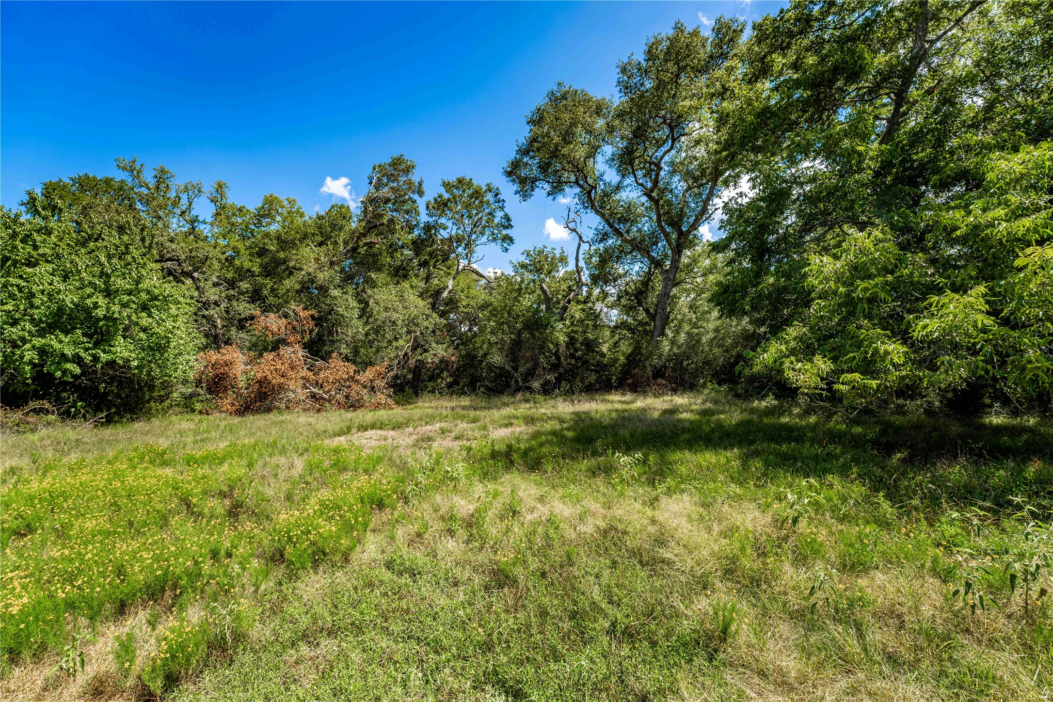 253 Cr 253 Road Weimar, TX 78962 - Photo 15 of 16 a view of a yard with a tree