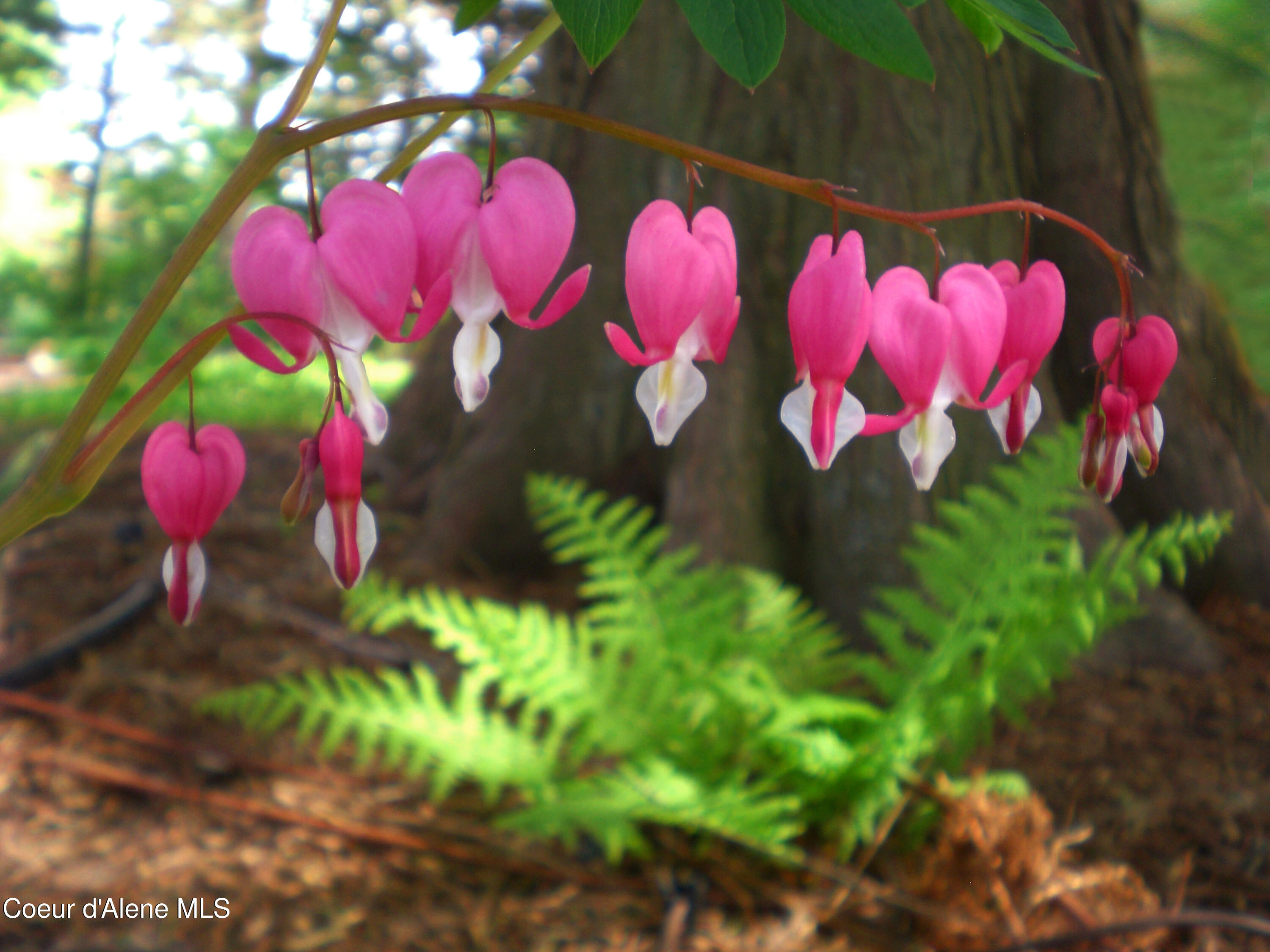 16 Hawkins Road Sagle, ID 83860 - Photo 96 of 110 Bleeding Heart