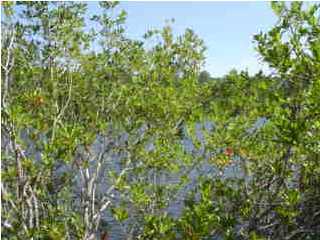 a view of a lush green forest