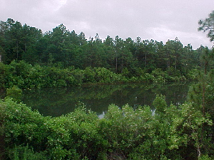 Lot 9 Ridgelake Road Crestview, FL 32536 - Photo 4 of 5 a backyard of a house with lots of green space and trees all around