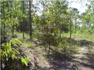 Lot 9 Ridgelake Road Crestview, FL 32536 - Photo 5 of 5 a view of forest