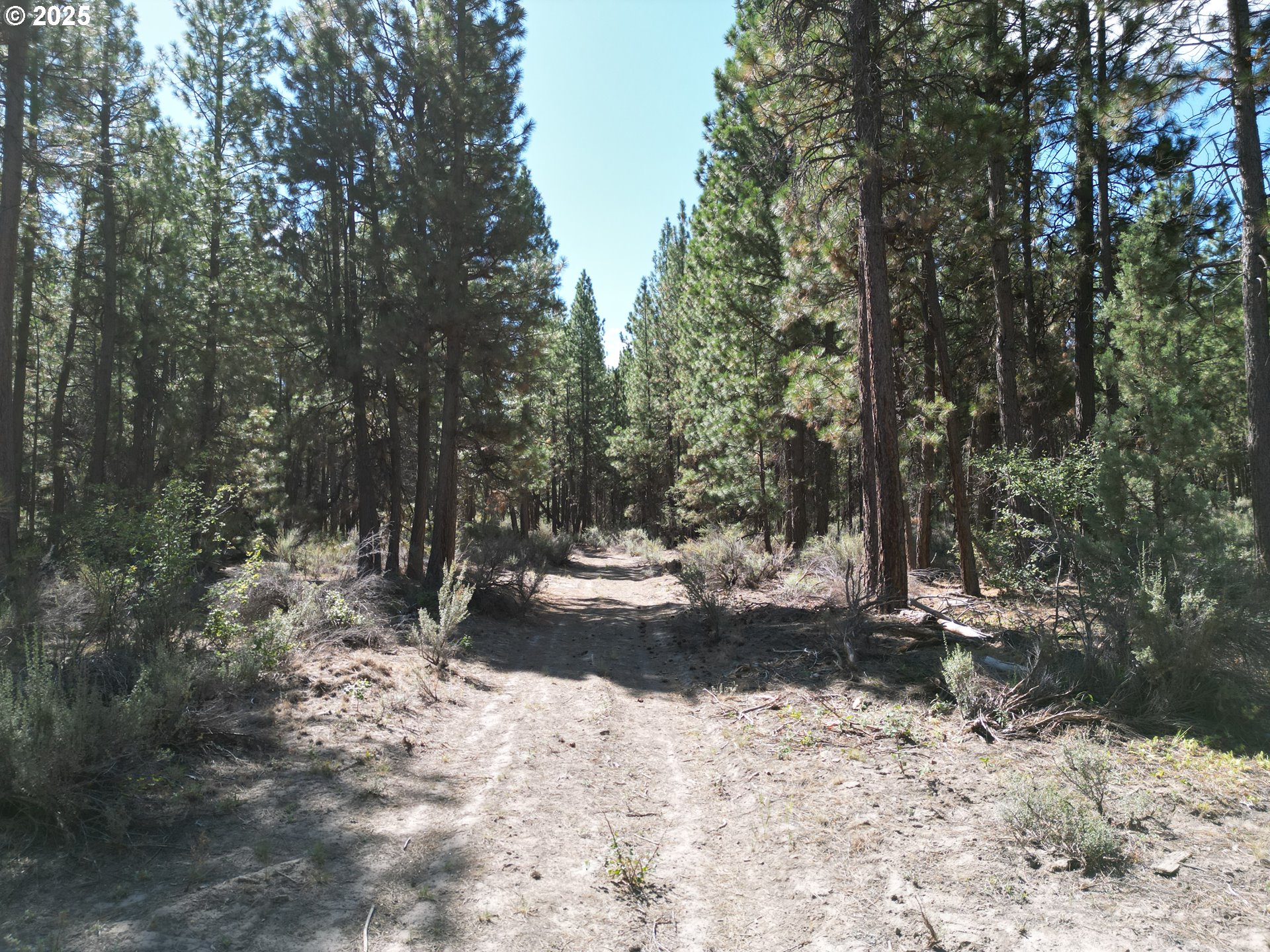 0 Bliss Road Sprague River, OR 97639 - Photo 24 of 47 a view of a yard with trees