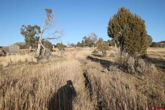 a view of mountains and tall trees
