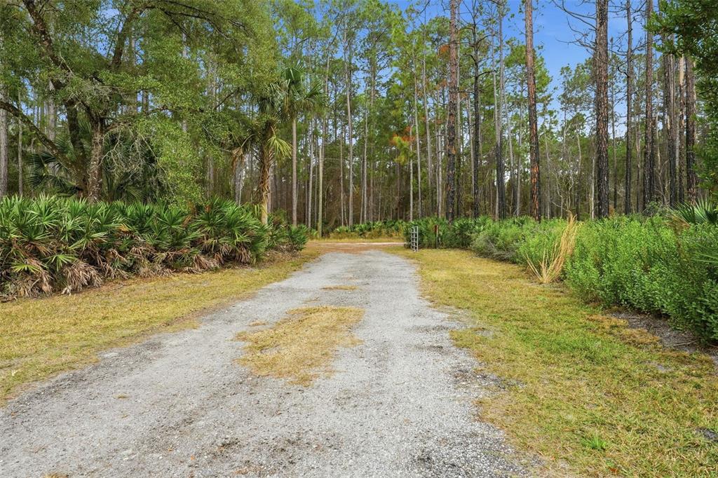 104 Ferncreek Drive Georgetown, FL 32139 - Photo 41 of 52 a backyard of a house with large trees and plants