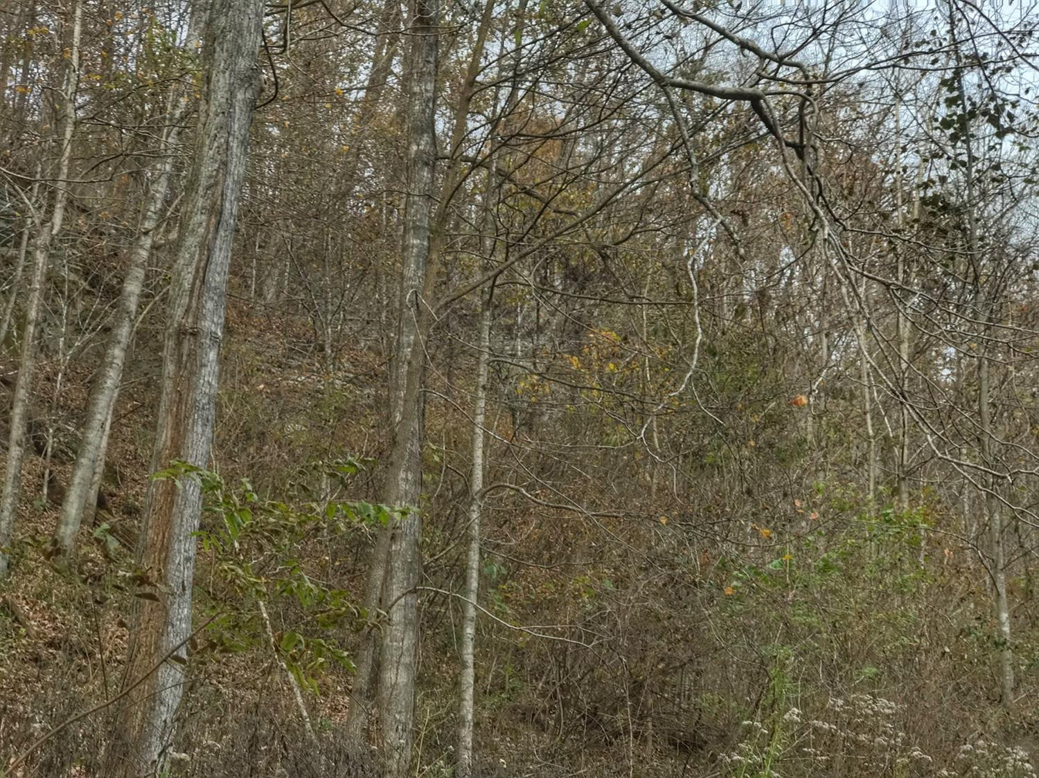 889 South Fork Road Stanton, KY 40380 - Photo 14 of 19 Photo 14
