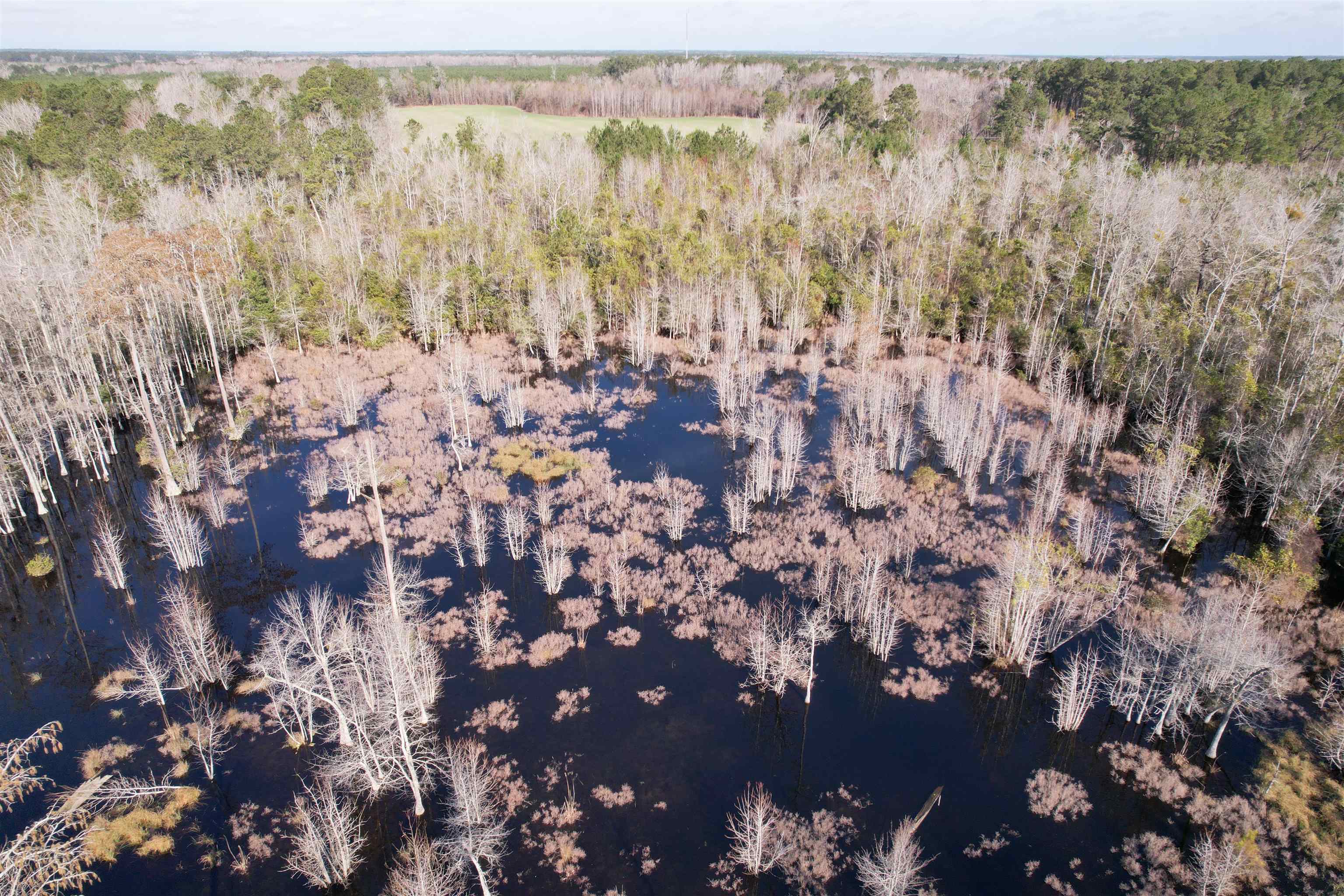 Tbd I M Graham Road Kingstree, SC 29556 - Photo 7 of 9