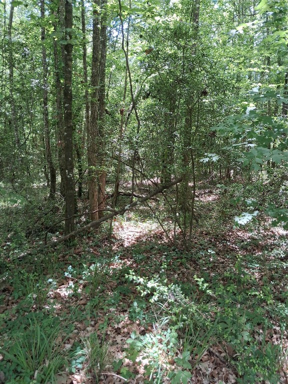 3646 Upper Leggett Road Livingston, TX 77351 - Photo 13 of 43 a view of a forest