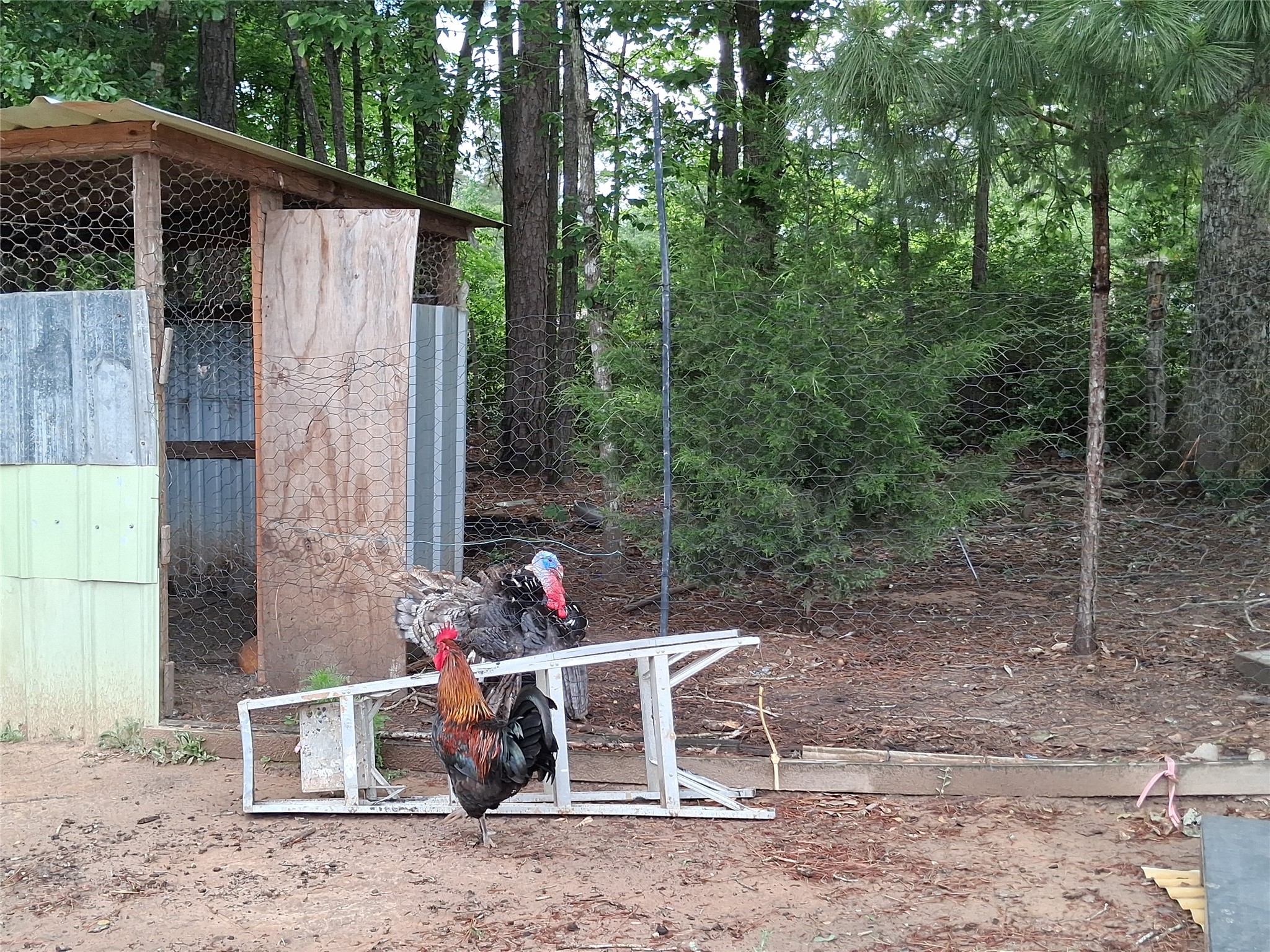3646 Upper Leggett Road Livingston, TX 77351 - Photo 42 of 43 a view of two chairs and table in the back yard