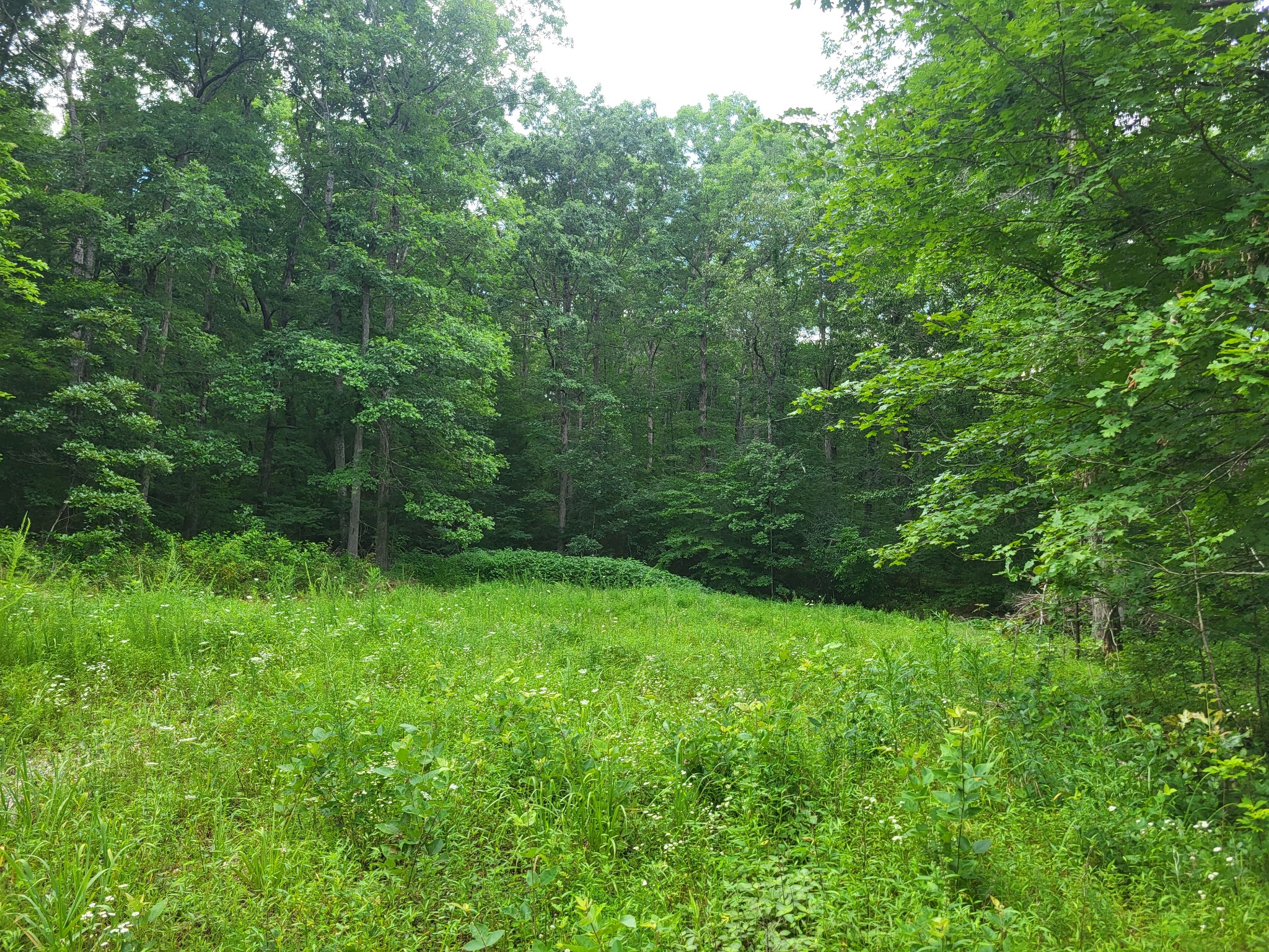 0 Macdonald Loop Dickson, TN 37055 - Photo 8 of 10