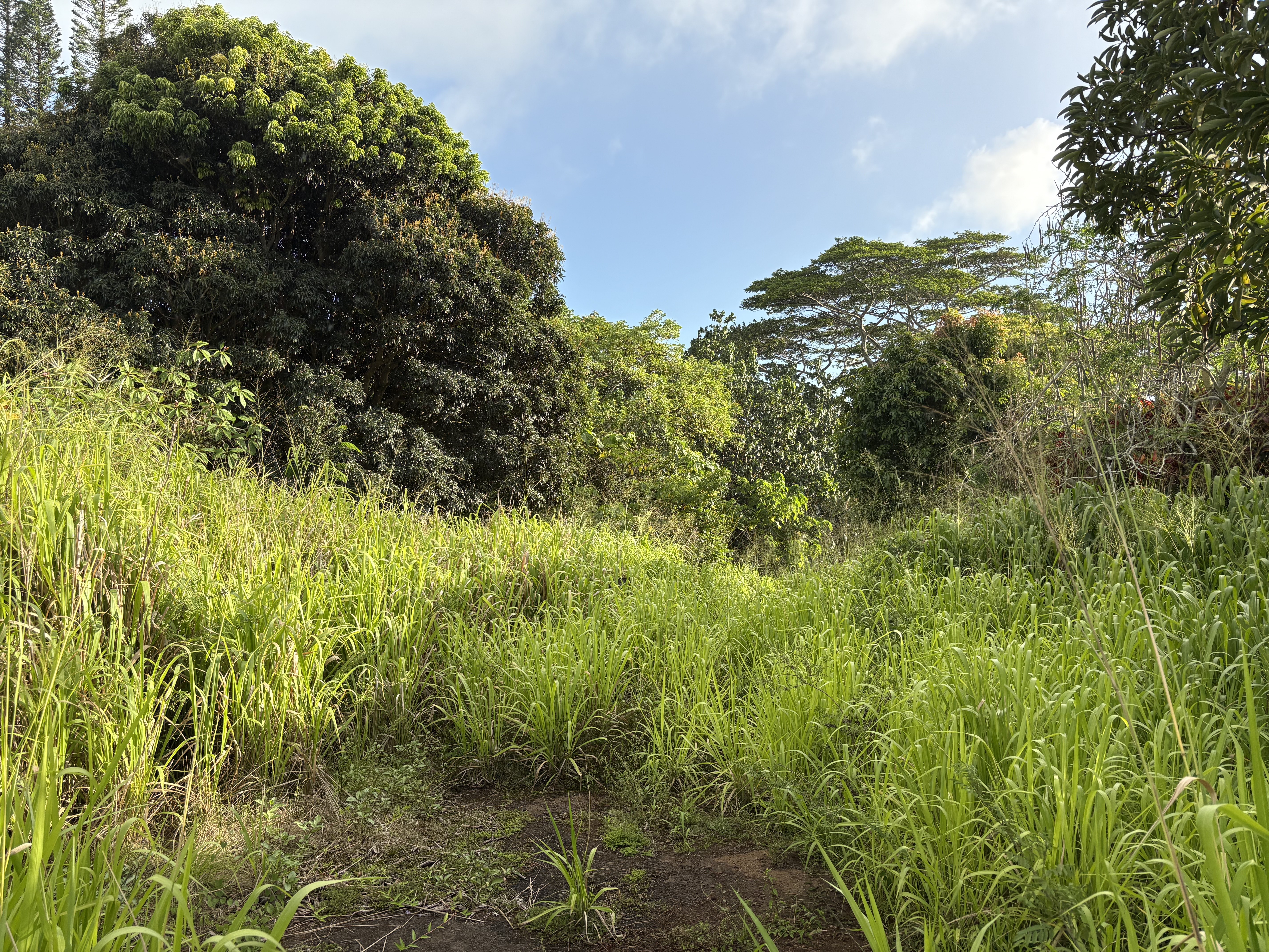37 Omao Road Koloa, HI 96756 - Photo 5 of 14 a view of a garden