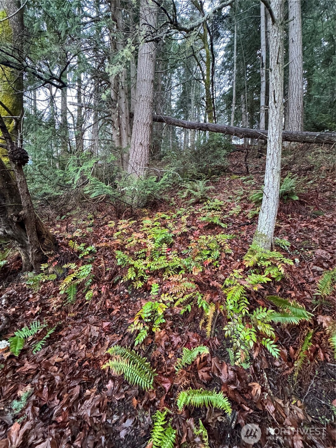 0 Hazel Point Road Quilcene, WA 98376 - Photo 5 of 8 a backyard of a house