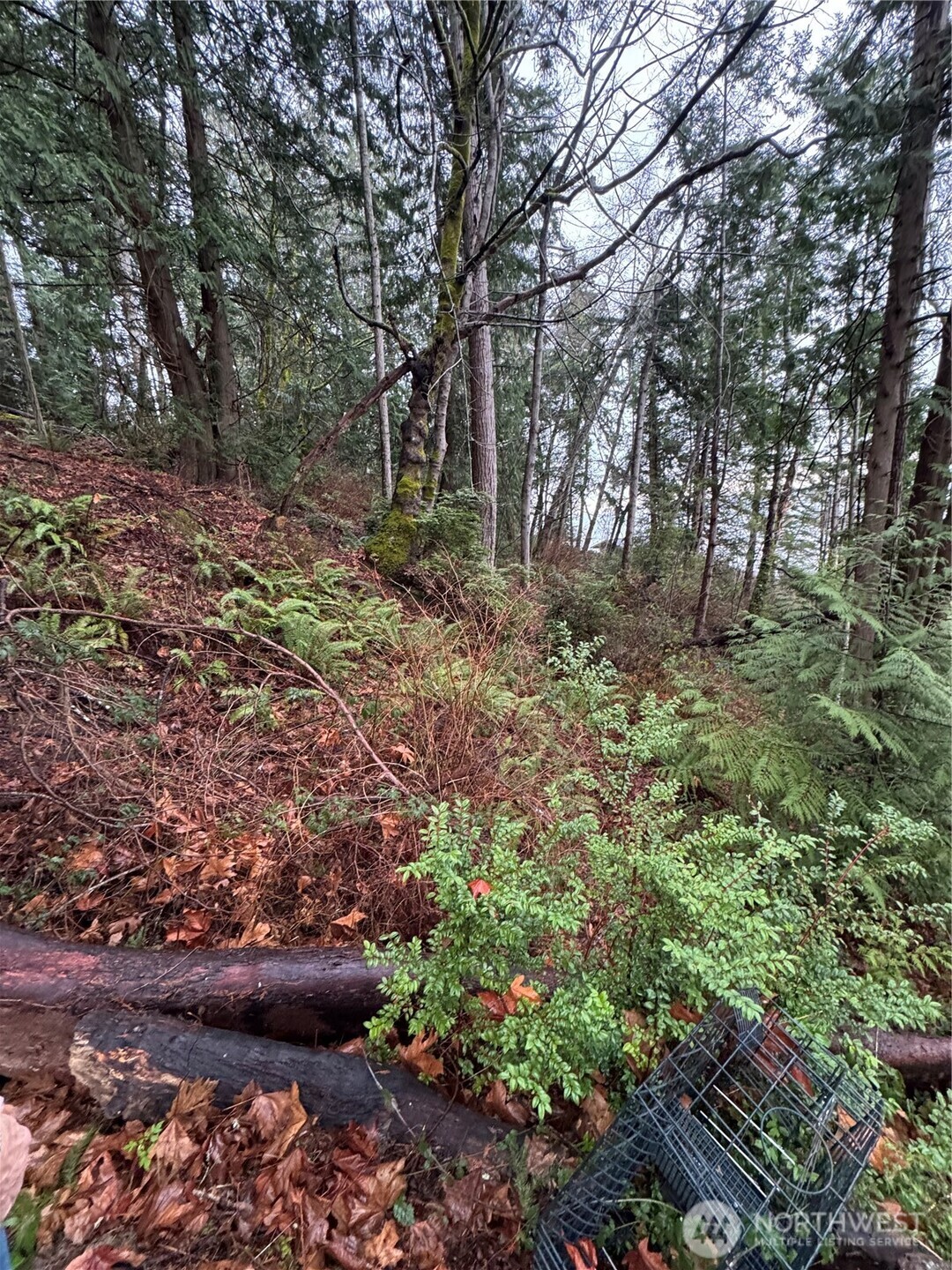 0 Hazel Point Road Quilcene, WA 98376 - Photo 6 of 8 a view of bushes and trees
