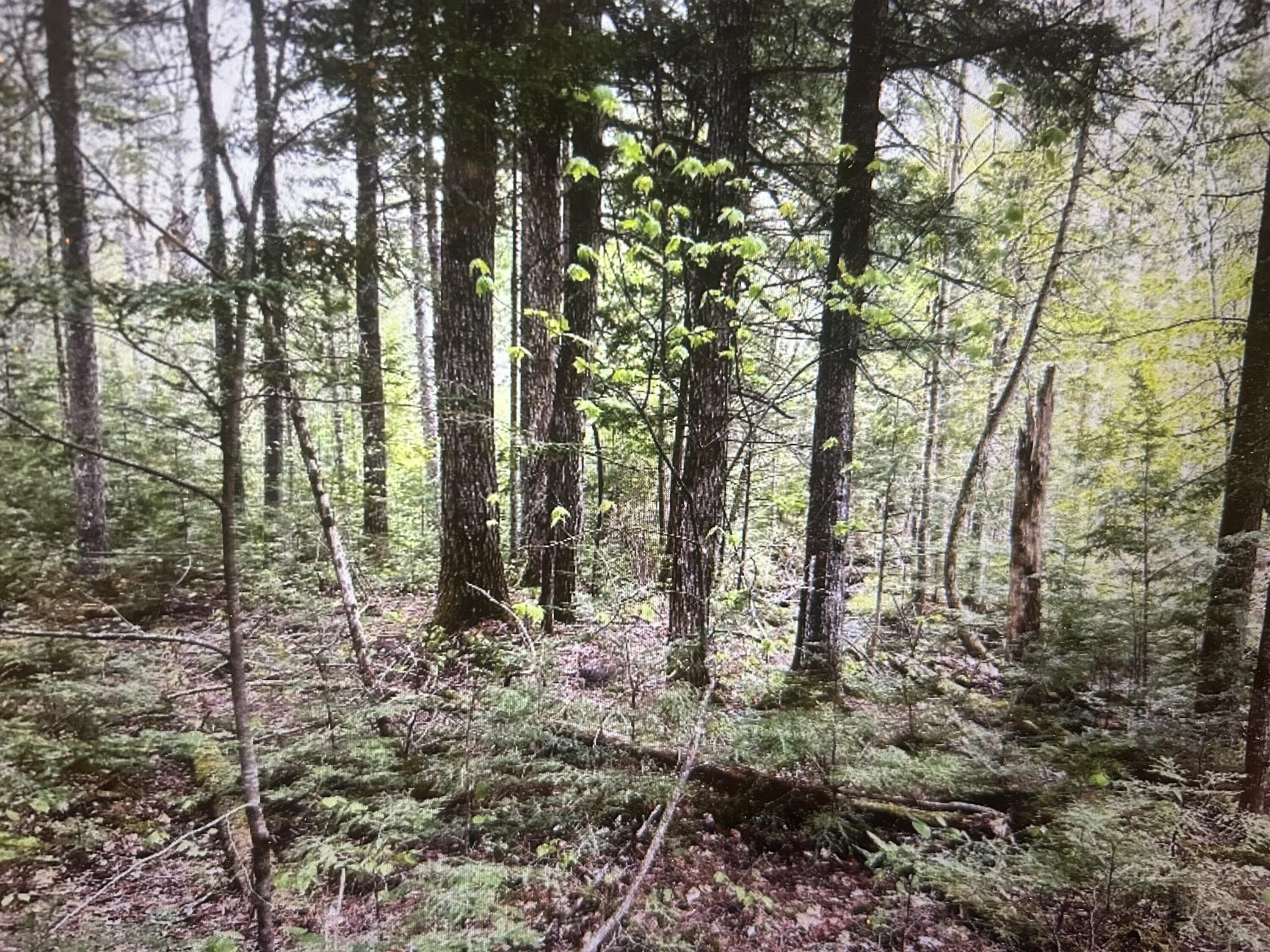 Lot #8 Hammond Brook Road, Unit 8 Monson, ME 04464 - Photo 5 of 6 IMG_1663