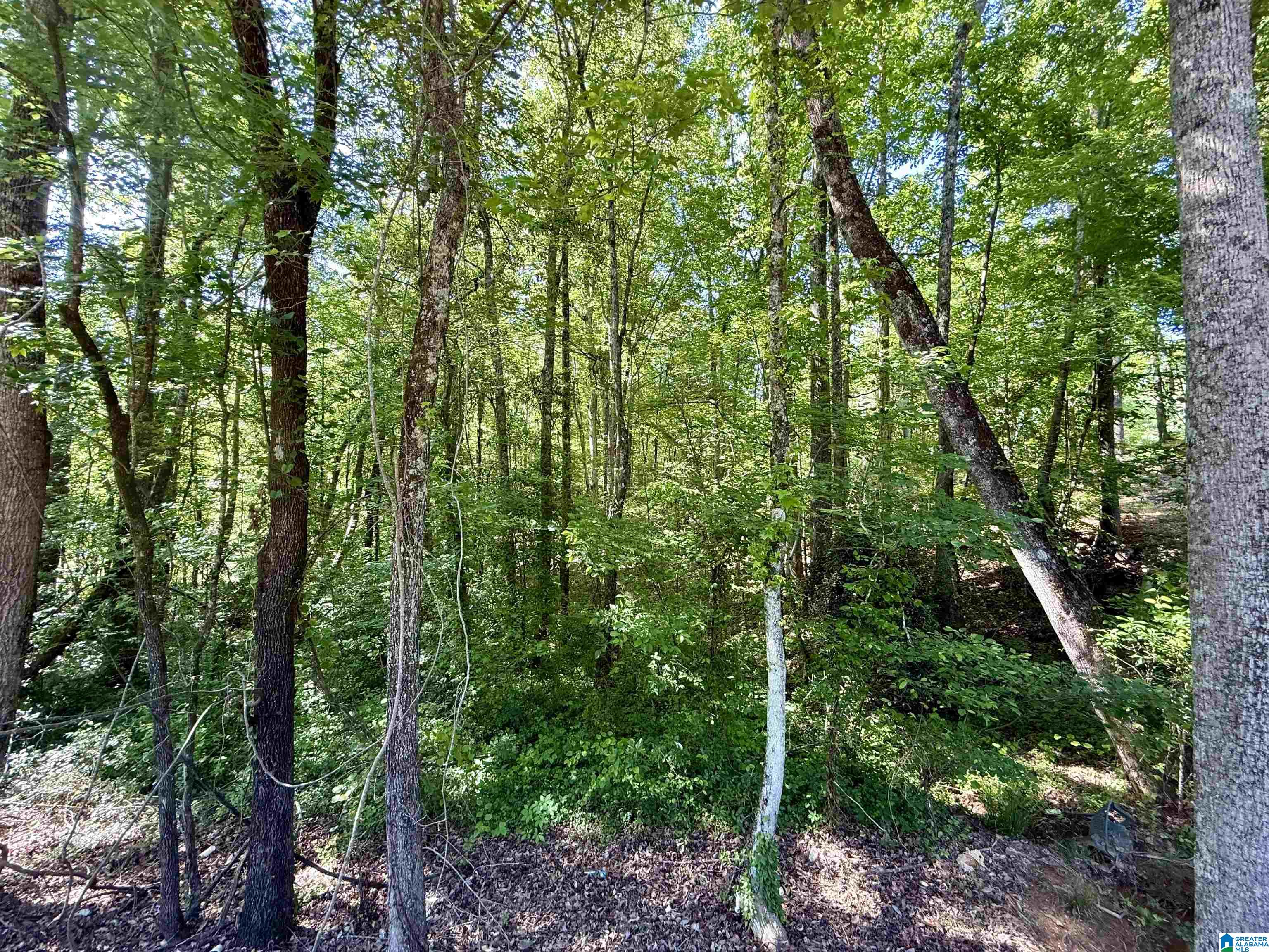 0 Settlement Road Sylacauga, AL 35150 - Photo 5 of 16