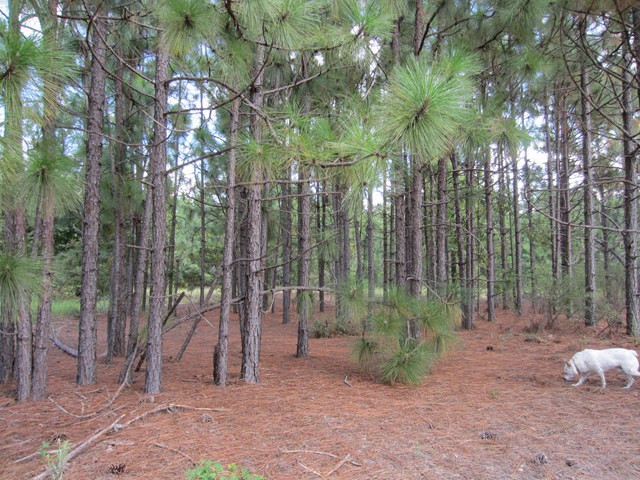 962 Kedron Church Road Aiken, SC 29805 - Photo 29 of 32