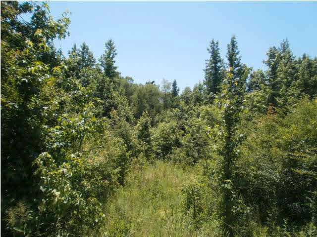 1 Loring Road Pickens, MS 39146 - Photo 2 of 2 Photo 2