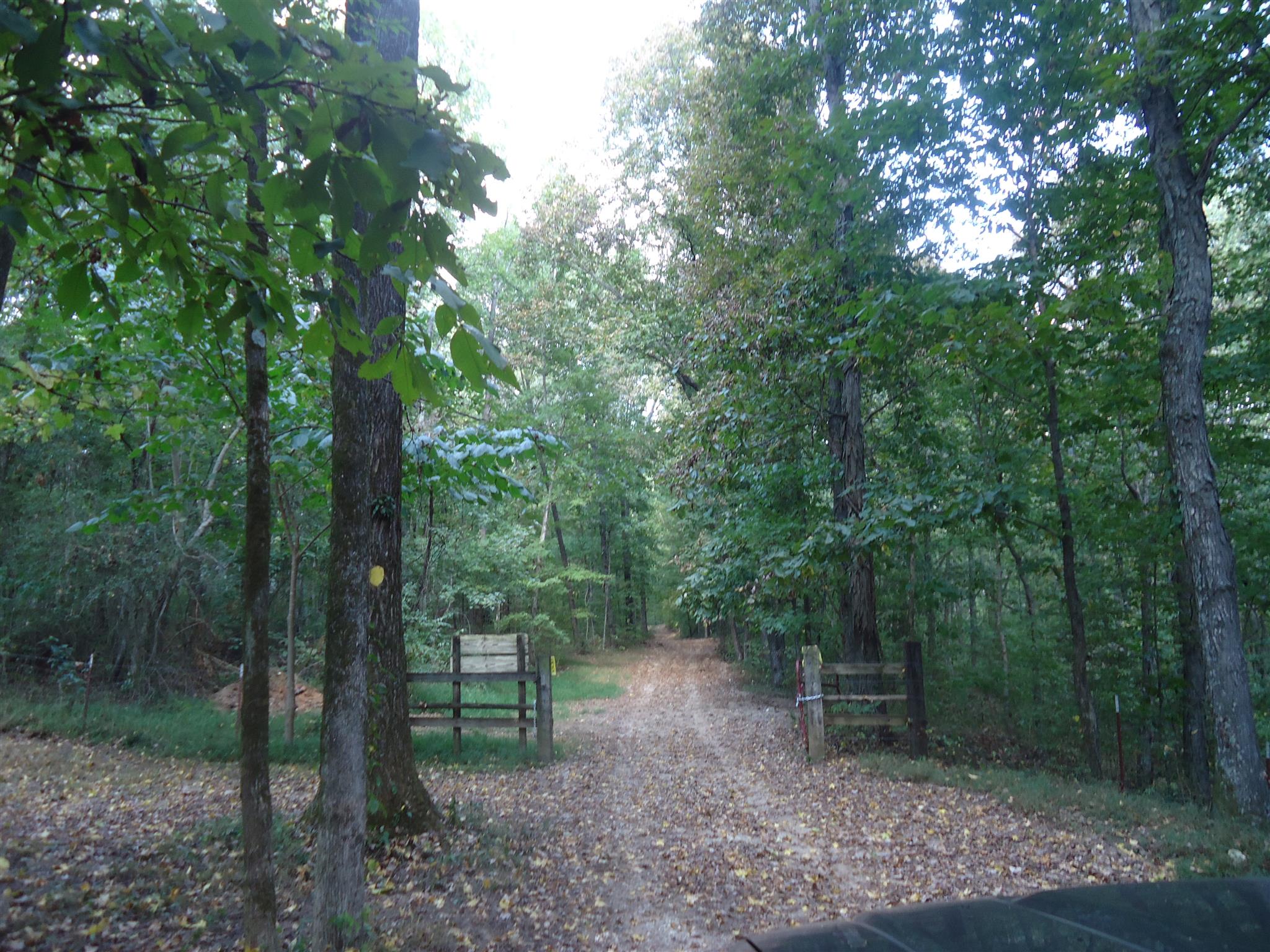 239 Loyd Road Pulaski, TN 38478 - Photo 5 of 19 a view of a forest