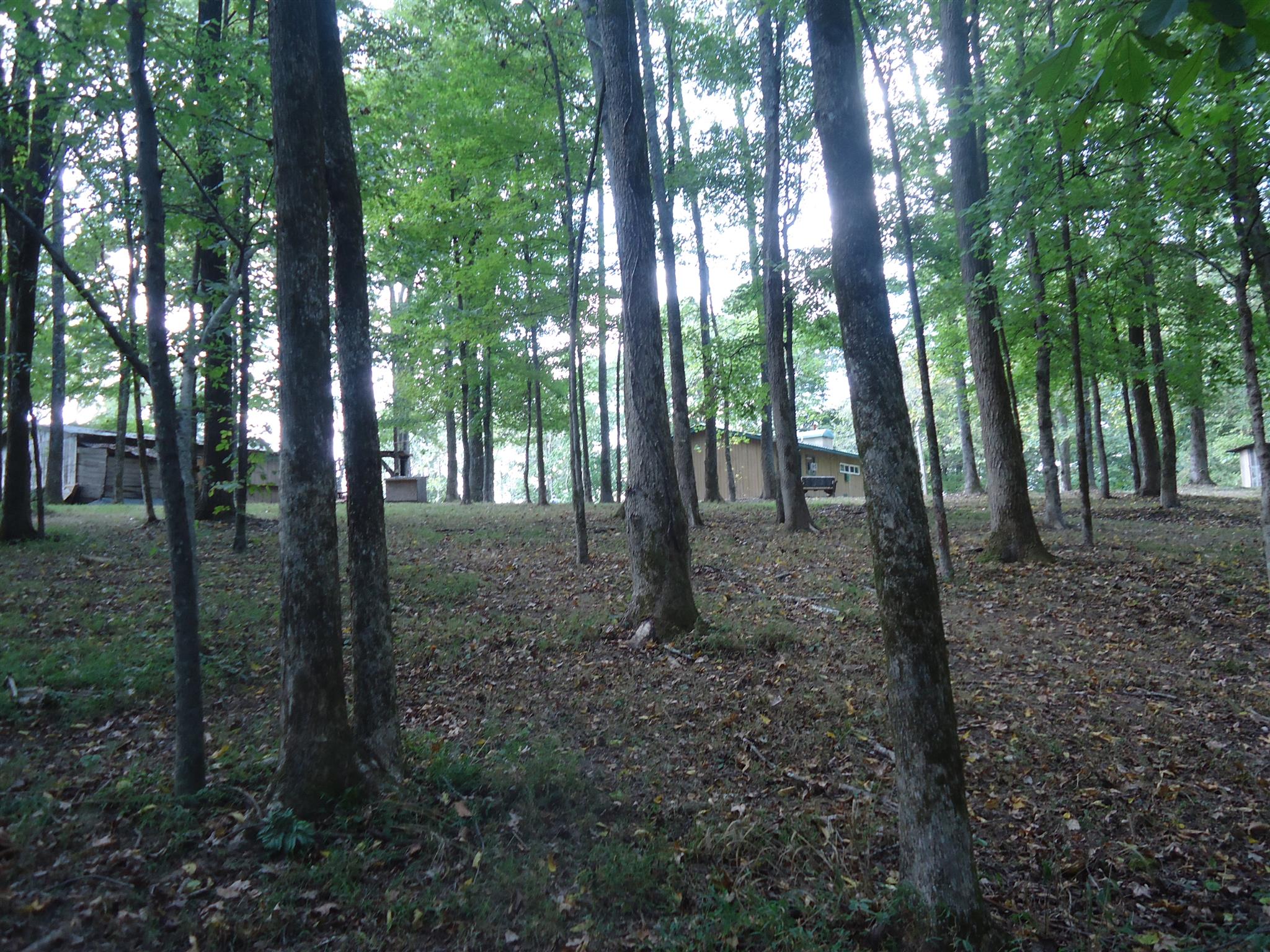 239 Loyd Road Pulaski, TN 38478 - Photo 7 of 19 a view of a forest that has large trees