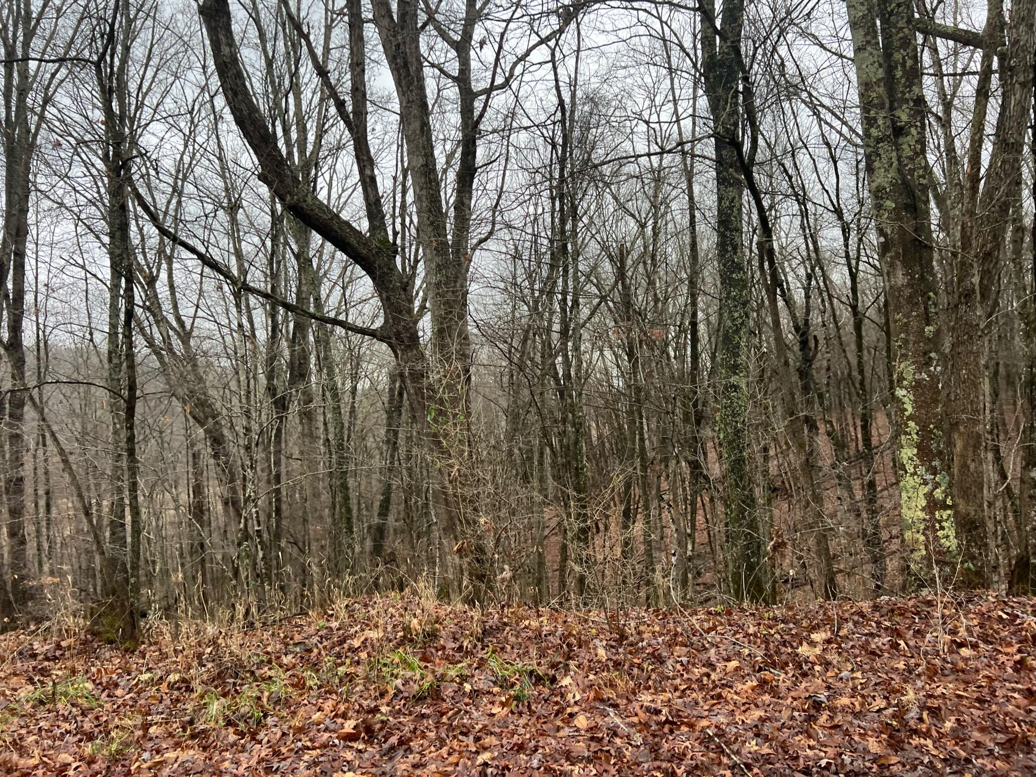 Wildcat Hill Road Gap Mills, WV 24941 - Photo 6 of 37 Gallery Image 6