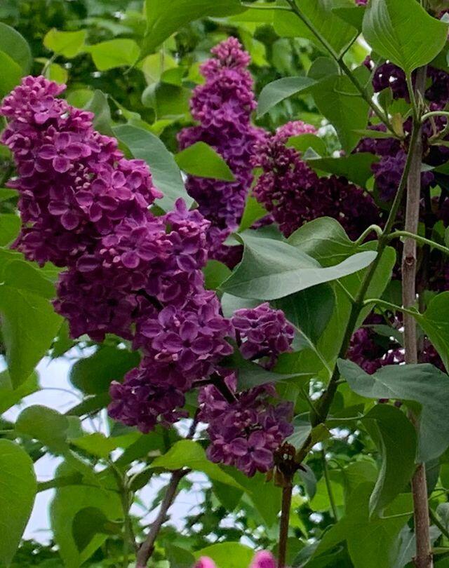 584 Alewive Road Kennebunk, ME 04043 - Photo 85 of 87 Lilacs