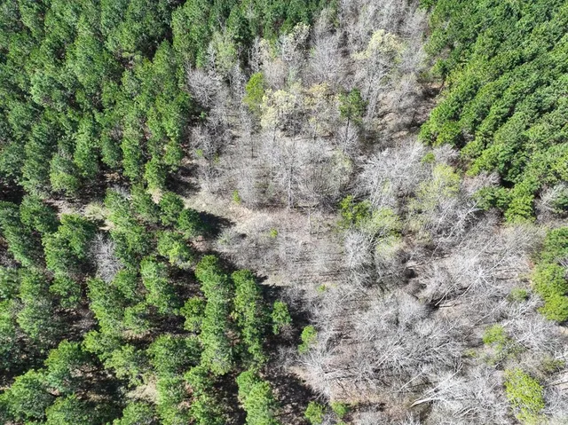a view of a lush green forest with lots of trees