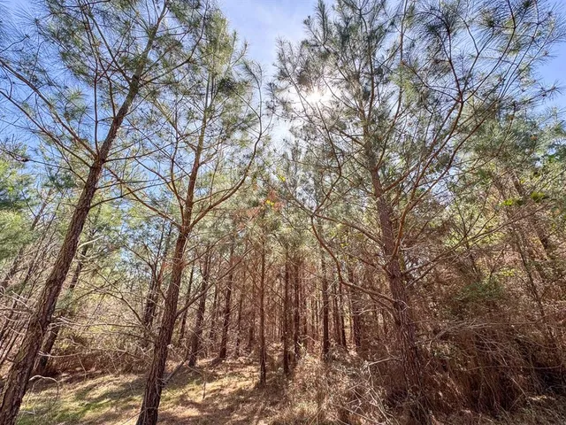 a view of outdoor space with trees