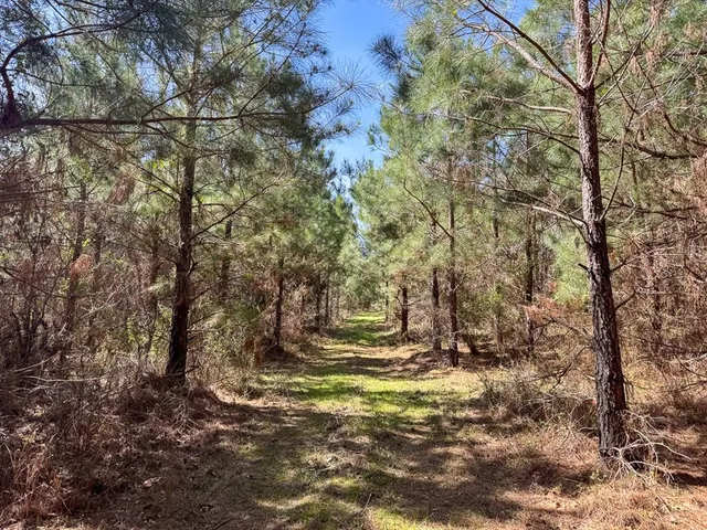 a view of a road with a trees in the background
