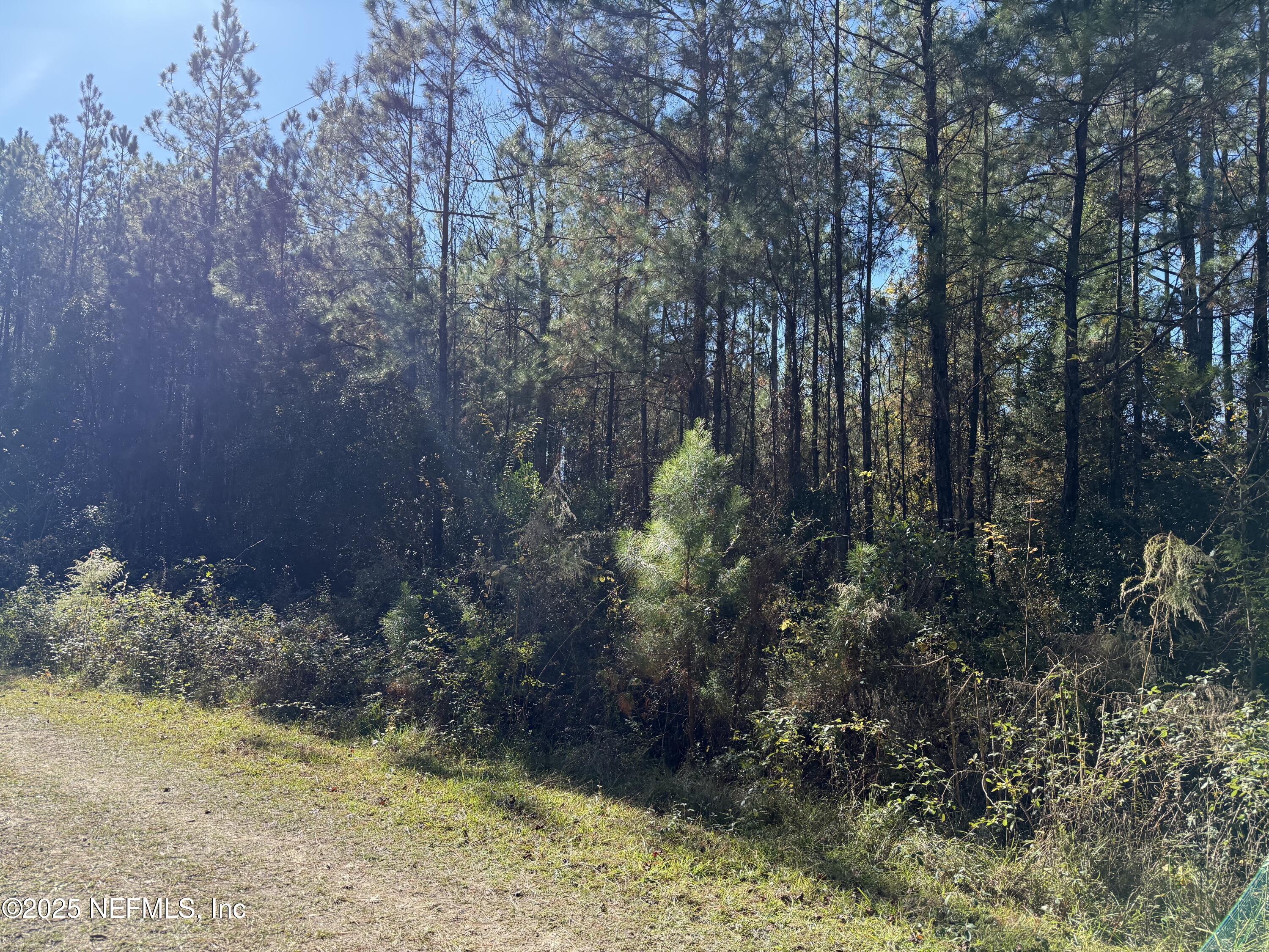 0 Do Hi Way Hilliard, FL 32046 - Photo 12 of 31 a view of a yard with plants and large trees